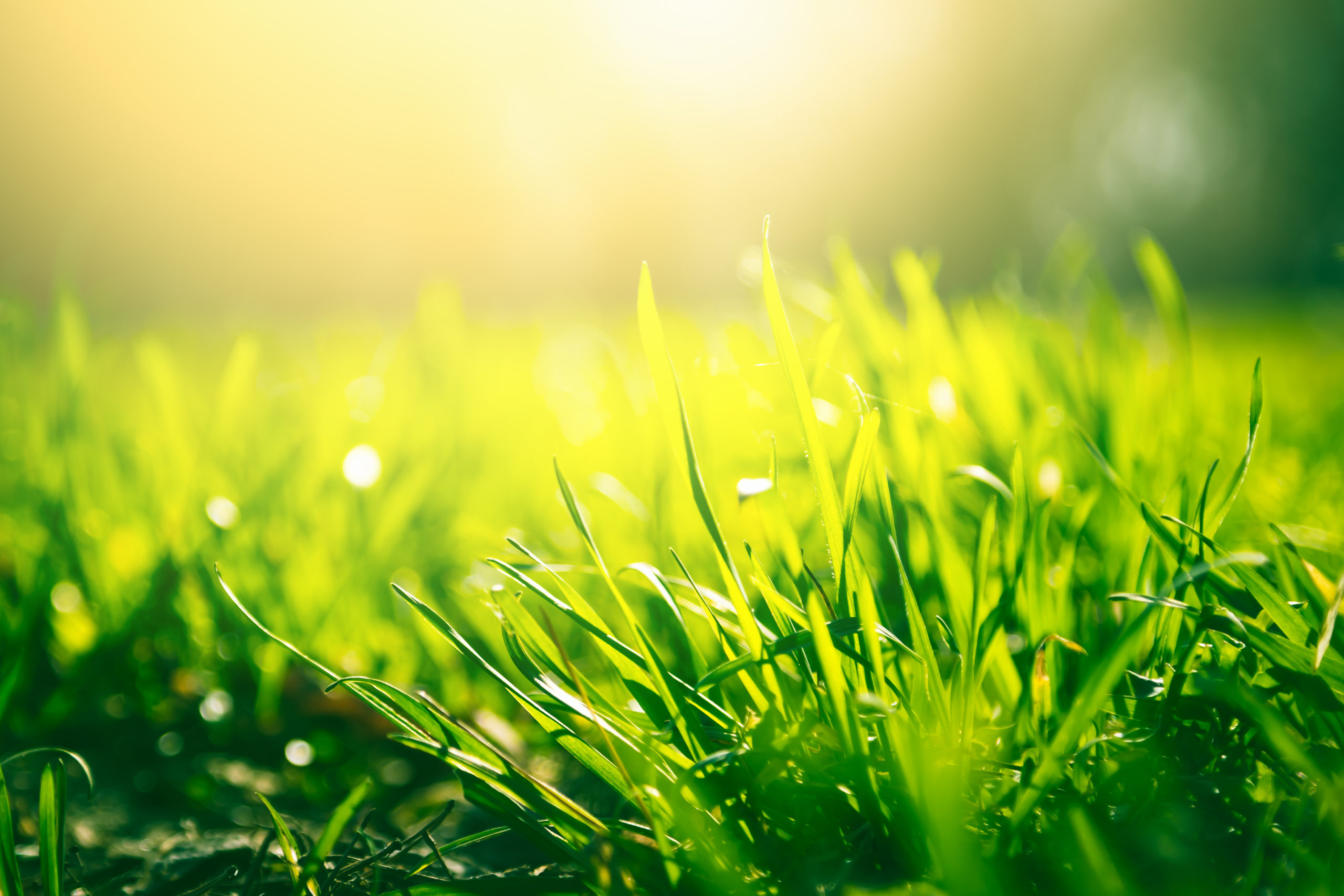 Green grass background with sun light Here's a lawn full of life