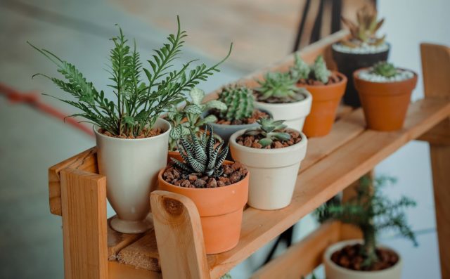 Plantes d'intérieur