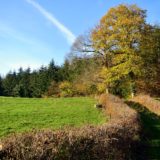 green grass field with trees under blue sky during daytime