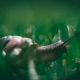 brown snail on green grass