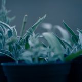 green plant in black pot