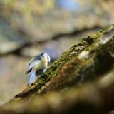 white and black bird on brown tree branch