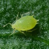 macro photography of green aphid