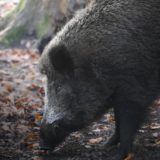 black wild boar on brown dried leaves