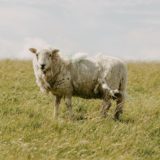 sheep on grassfield
