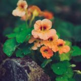 pink and yellow flower in tilt shift lens